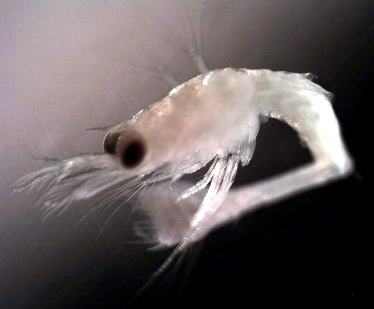 Личинка креветки (надсемейство Caridea)