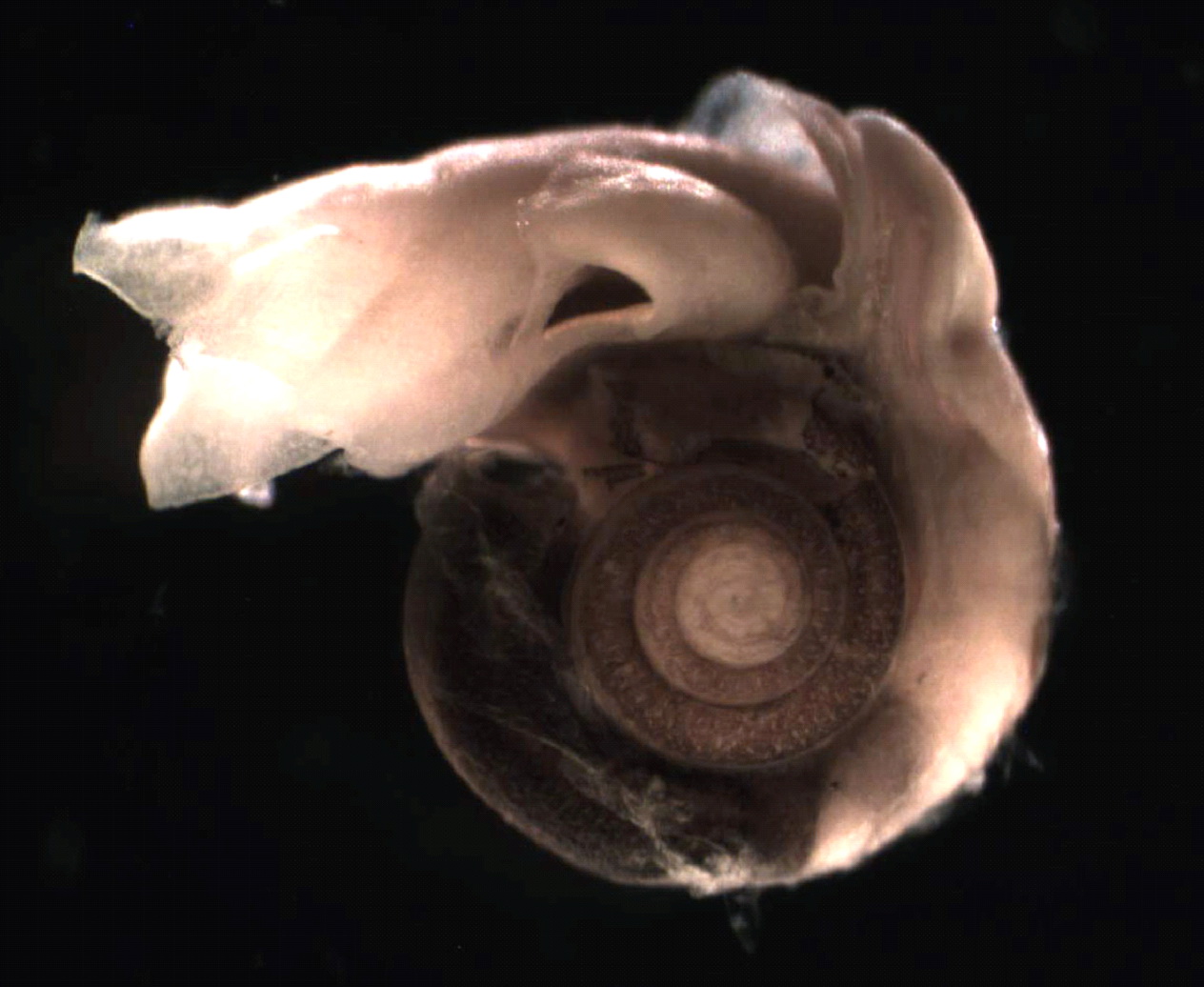 Крылоногий моллюск Limacina helicina