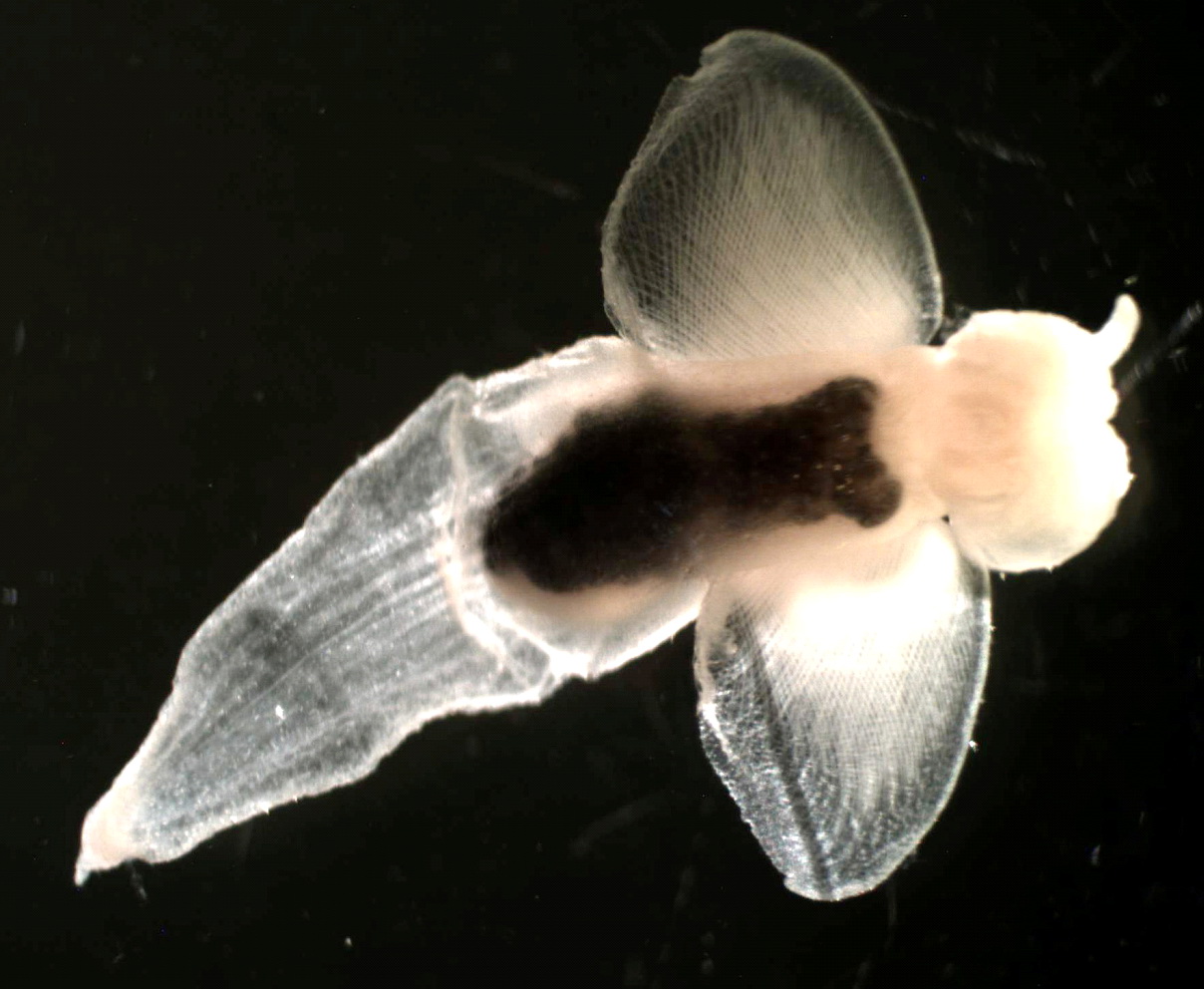 Крылоногий моллюск Limacina helicina