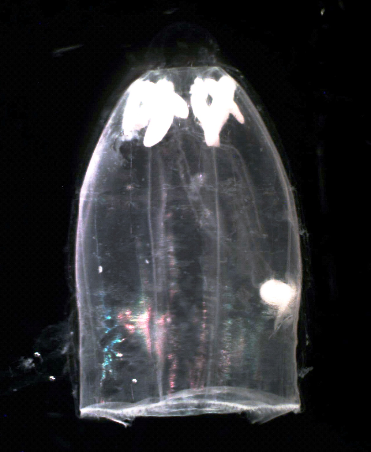 Гидроидная медуза Aglantha digitale