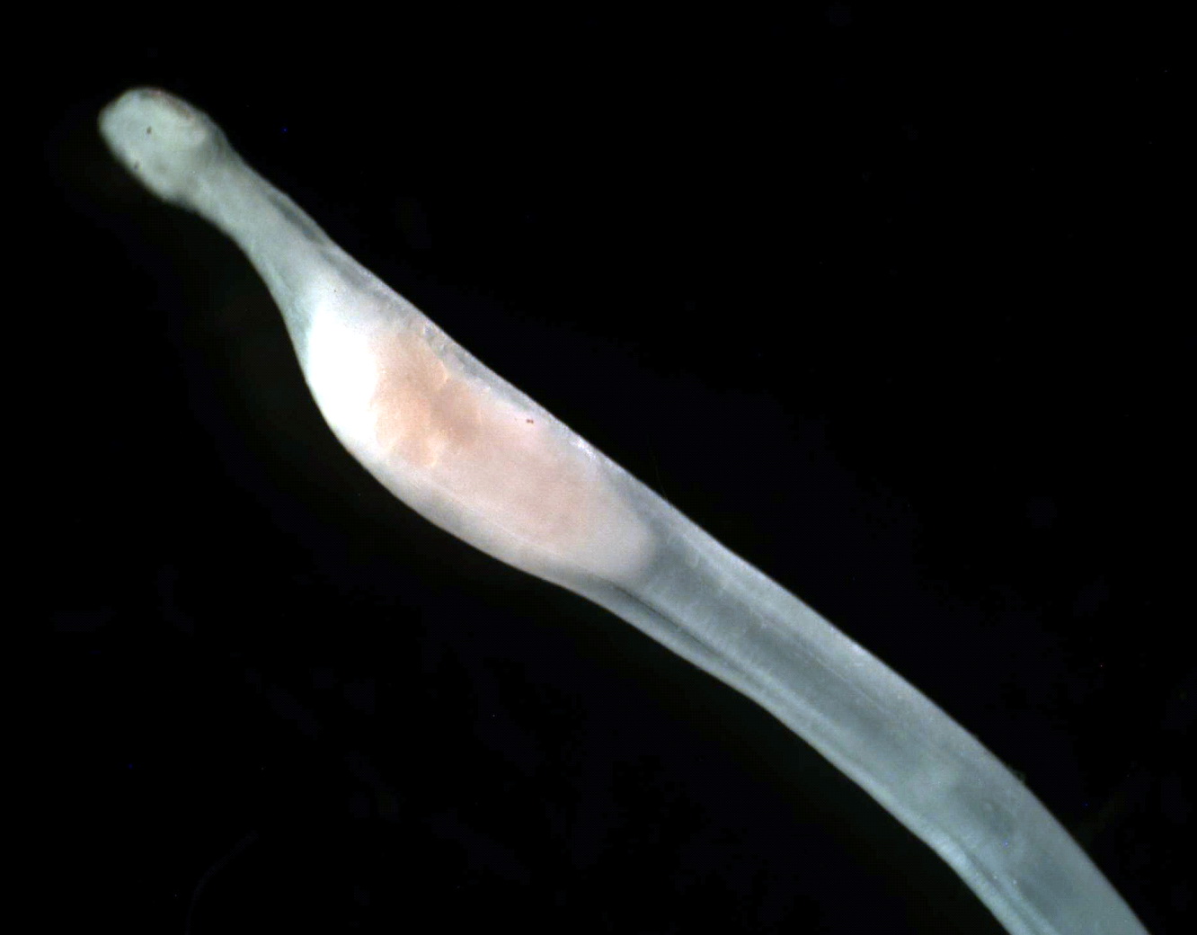 Щетинкочелюстные  Sagitta elegans (CHAETOGNATHA)